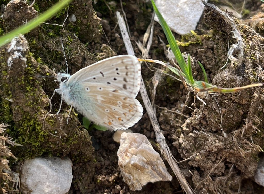 Polyommatus coridon (Lysandra coridon) - Lycaenidae